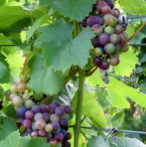 Black Star Farms vineyard